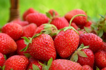 Fresh picked red strawberries in a basket