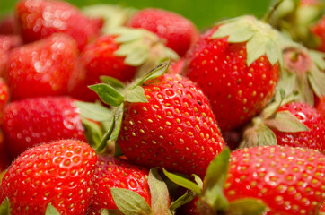Fresh picked red strawberries in a basket