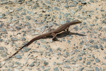 large lizard on the rocks