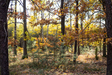 Fototapeta na wymiar jesień w lesie 