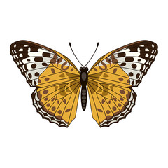 butterfly  vector illustration flat style front side