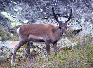 reindeer grazing in nature