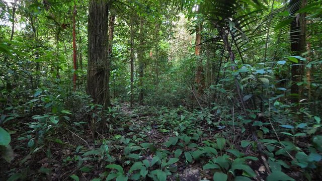 Smooth walk in amazonian forest French Guiana, path trough the jungle. day time