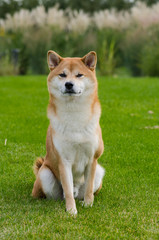 Shiba inu w ogrodzie