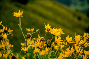 Yellow wild flowers in front of Grand Teton peaks, Yellowstone Park