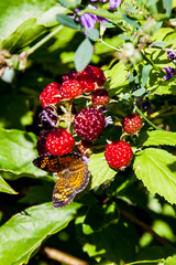 Pearly Crescentspot with Raspberries