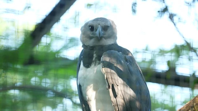 Harpy eagle close up face shot in French Guiana zoo