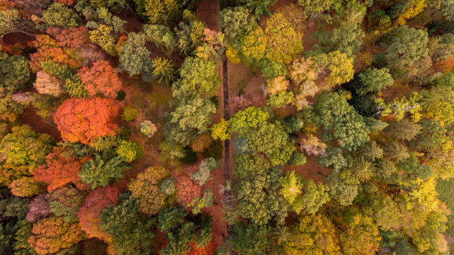 Aerial view on the forrest in autumn time.