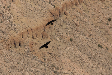 Ravens in Flight Over the Grand Canyon