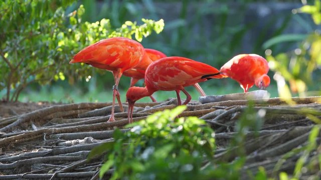 Group of scarlet ibis French Guiana. 