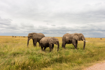 Naklejka na ściany i meble Elephants in Kenya, Africa