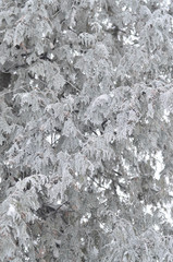 Branches of snow-covered pine tree on a frosty winter afternoon. Natural background