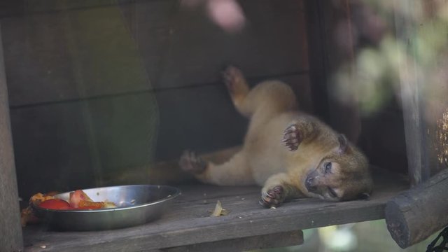 Kinkajou on his back sleeping after eating in French Guiana zoo (Potos flavus)