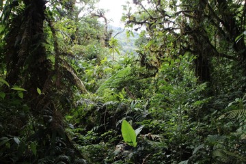 Fototapeta premium Dschungel in Costa Rica