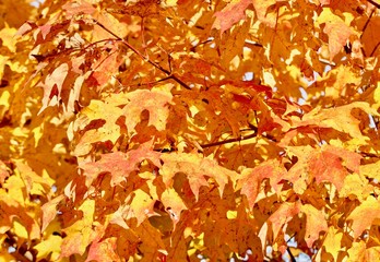 Brillian Gold Maple Leaves