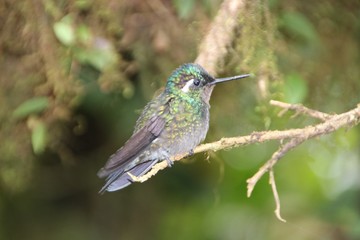 Fototapeta premium Kolibri