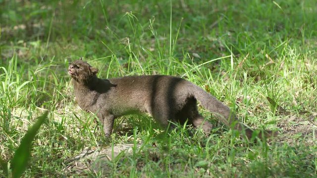 jaguarundi (Herpailurus yagouaroundi) eating grass in French Guiana zoo.