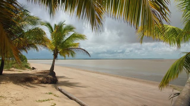 Palm trees on a beach in French Guiana, sunny day. Awala Yalimapo