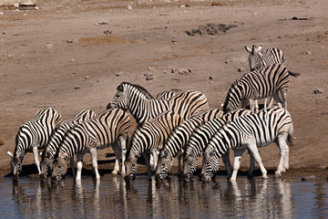 Fototapeta na wymiar Cebras bebiendo en una charca en el parque nacional de Ethosa, Namibia (África)