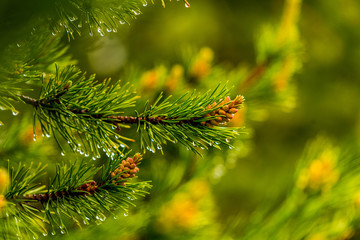 dew drop on green pine leaf and blur background