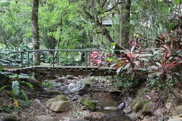 Dschungel in Costa Rica