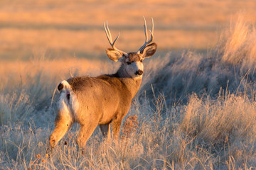 Wild Deer on the High Plains of Colorado