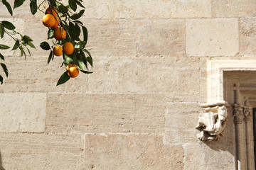A branch of an orange tree, laden with orange fruit and dark green leaves, with an old building...