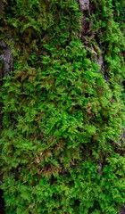 Fototapeta premium Мох на дереве в лесу