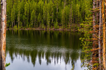 Obraz premium Forest lake, spring day. A green forest glade and tall pine trees reflected in the water.