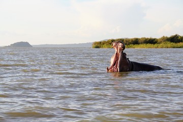 A hippopotamus opens its mouth, swimming in Lake Tana, Ethiopia