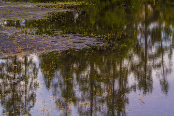 Fototapeta na wymiar mirroring pine trees in the lake water