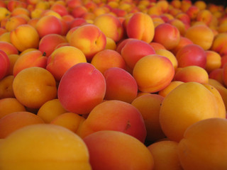 A close up of an abundant supply of beautiful fresh colorful ripe apricots, in yellow, orange, and pink colors.