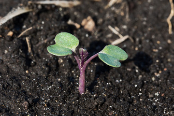 Canola seedling in the cotyledon stage