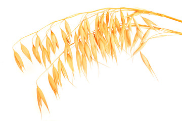 oat spike or ears isolated on white background close-up