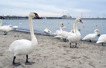 white Swan on the Baltic sea in contact with people and shows curiosity to the girl, waiting for treats
