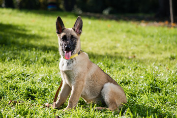 Beautiful puppy shepherd dog sit on grass