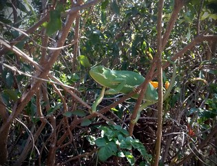Chameleon on a branch