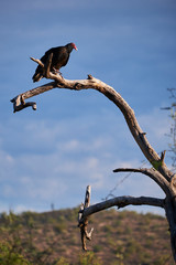 Perched Turkey Vulture