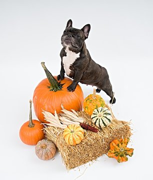 French bulldog and pumpkins on white background    