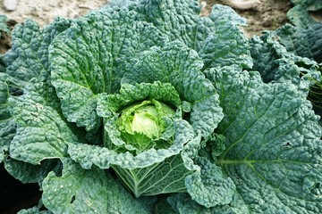Large vegetable field with savoy cabbage 