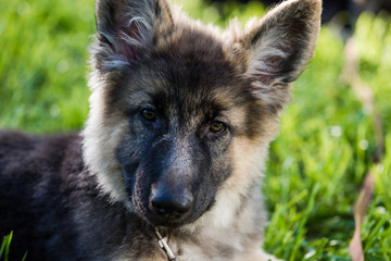 Portrait of cute long haired shepherd puppy