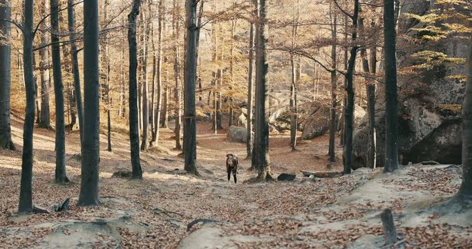 Attractive woman in a stylish hat and travel bag on her shoulders, looking around at the charming autumn forest