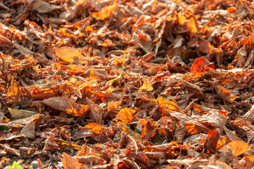 Laub im Herbst, seitlich