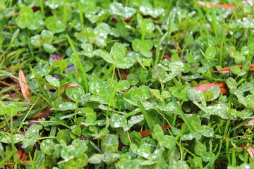 Raindrops on green grass. Background. Texture.