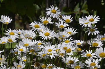 Large garden white Daisy with a yellow center