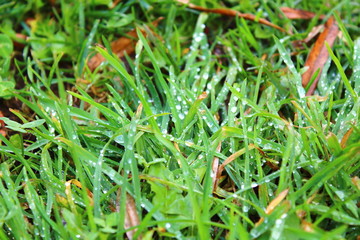 Raindrops on green grass. Background. Texture.