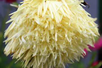 White aster flower in the garden in autumn. Close-up. Background. Landscape.