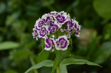 Turkish carnation of different colors and shades in the lush green leaves on a Sunny day.