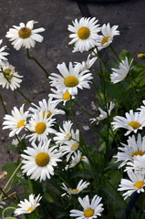Large garden white Daisy with a yellow center