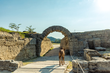 Dog standing infront of The Krypte,  entrance to the stadion at the ancient Olympia site, Greece